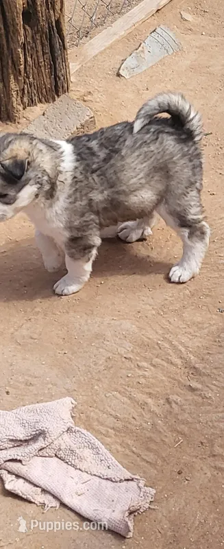 Ruby – Alaskan Malamute puppy for sale in Albuquerque, NM