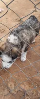 Ruby, a female Alaskan Malamute for sale in Albuquerque, NM – Photo 4 of 5