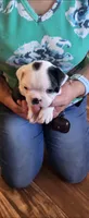 Princess, a female Boston Terrier for sale in Peralta, NM – 2 of 7