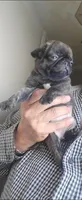 BEBE / Brindle , a female Pug for sale in Peralta, NM – 3 of 4