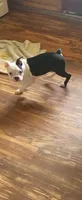 Neron, a male Boston Terrier for sale in Albuquerque, NM – Photo 3 of 4
