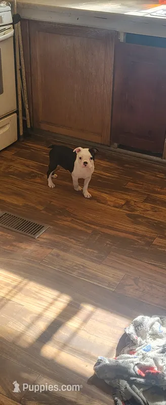 Neron – Boston Terrier puppy for sale in Albuquerque, NM