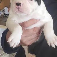 Neron, a male Boston Terrier for sale in Albuquerque, NM – Photo 1 of 4