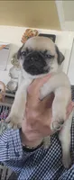 Candy, a female Pug for sale in Peralta, NM – 4 of 4