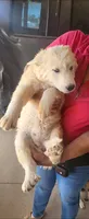 Loba, a female Alaskan Malamute for sale in Albuquerque, NM – 2 of 4