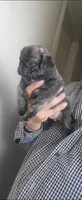 Capitan /  Brindle , a male Pug for sale in Peralta, NM – 3 of 4