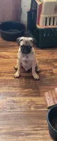 Neron, a male Pug for sale in Peralta, NM – 2 of 2