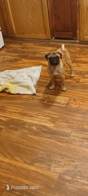 Toby – Pug puppy for sale in Albuquerque, NM