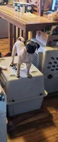 Toby, a male Pug for sale in Albuquerque, NM – Photo 2 of 2