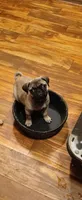 Sol , a female Pug for sale in Peralta, NM – 3 of 4