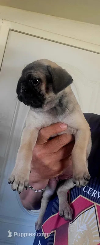 Sol  – Pug puppy for sale in Albuquerque, NM