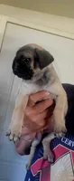 Sol , a female Pug for sale in Albuquerque, NM – 1 of 3