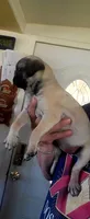 Sol , a female Pug for sale in Albuquerque, NM – 2 of 3