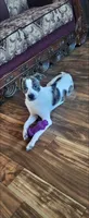 Cazador, a male Boston Terrier and Miniature Schnauzer for sale in Peralta, NM – 2 of 2