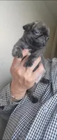 BEBE / Brindle , a female Pug for sale in Peralta, NM – 4 of 4