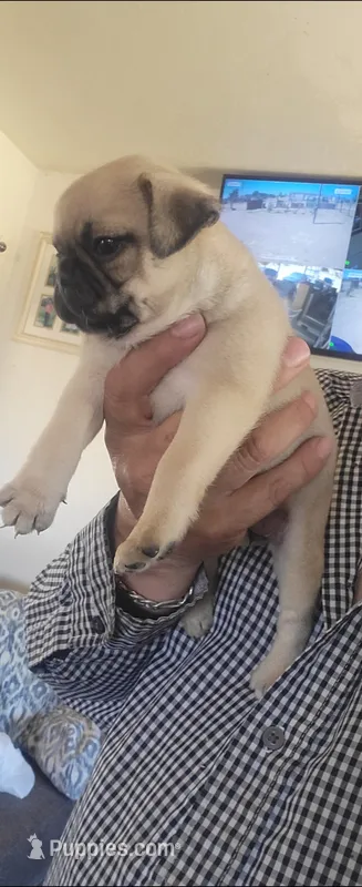 Candy – Pug puppy for sale in Peralta, NM