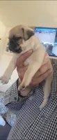 Candy, a female Pug for sale in Peralta, NM – 1 of 4
