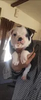 Princess, a female Boston Terrier for sale in Peralta, NM – 7 of 7