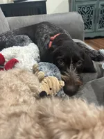 Annie, a female German Wirehaired Pointer for sale in Harris, MN – 3 of 4