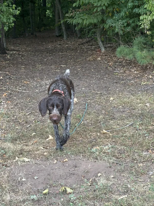Annie – German Wirehaired Pointer puppy for sale in Harris, MN