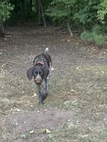 Annie, a female German Wirehaired Pointer for sale in Harris, MN – 1 of 4