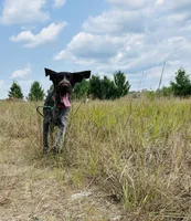 Annie, a female German Wirehaired Pointer for sale in Harris, MN – 4 of 4
