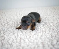 Bean, a male Yorkshire Terrier for sale in Hesperia, CA – Photo 5 of 9