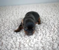 Bean, a male Yorkshire Terrier for sale in Hesperia, CA – Photo 1 of 9