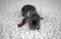 Bean, a male Yorkshire Terrier for sale in Hesperia, CA – Photo 2 of 9