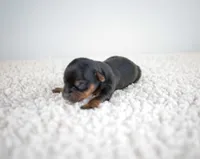 Bean, a male Yorkshire Terrier for sale in Hesperia, CA – Photo 3 of 9