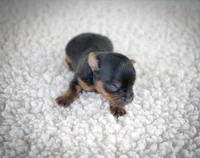 Bean, a male Yorkshire Terrier for sale in Hesperia, CA – Photo 4 of 9