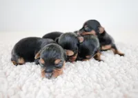 Bean, a male Yorkshire Terrier for sale in Hesperia, CA – Photo 9 of 9