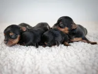 Moca, a female Yorkshire Terrier for sale in Hesperia, CA – Photo 7 of 7