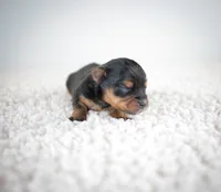 Moca, a female Yorkshire Terrier for sale in Hesperia, CA – Photo 6 of 7