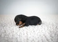 Moca, a female Yorkshire Terrier for sale in Hesperia, CA – Photo 1 of 7