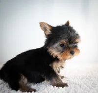 Toast, a male Yorkshire Terrier for sale in Hesperia, CA – Photo 1 of 3