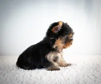 Toast, a male Yorkshire Terrier for sale in Hesperia, CA – Photo 2 of 3