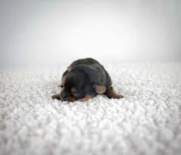 processed/975b103f-d9f9-4aea-99bd-46a56d01e473/listing/671da611-d6bc-4411-817b-f22d6c0a41de/ae0228ba-bb5a-4301-8b71-9b4e5159d7b5