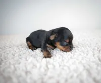 processed/975b103f-d9f9-4aea-99bd-46a56d01e473/listing/671da611-d6bc-4411-817b-f22d6c0a41de/ef77a82e-fce3-47c0-b95f-eb93f82e87b7