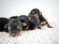 Toasty, a female Yorkshire Terrier for sale in Hesperia, CA – Photo 5 of 8