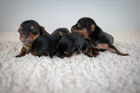 Toasty, a female Yorkshire Terrier for sale in Hesperia, CA – Photo 6 of 8