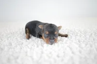 Toasty, a female Yorkshire Terrier for sale in Hesperia, CA – Photo 2 of 8