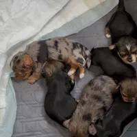 Yorkie Boys & Girls, a male Yorkshire Terrier for sale in Denver, CO – Photo 1 of 2