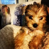 Yorkie Boys & Girls, a male Yorkshire Terrier for sale in Denver, CO – Photo 2 of 2