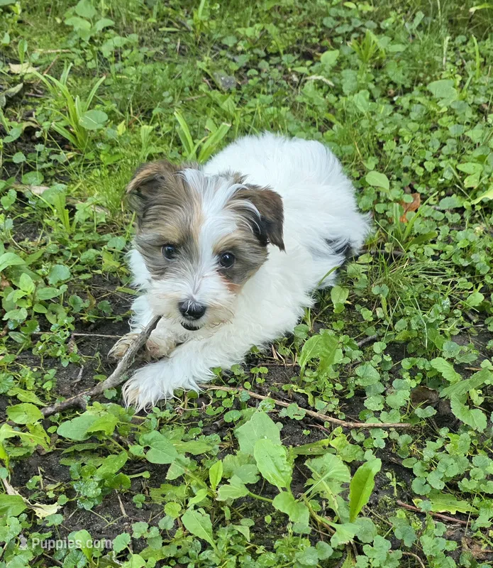 Cotton   – Yorkshire Terrier puppy for sale in Albertville, MN