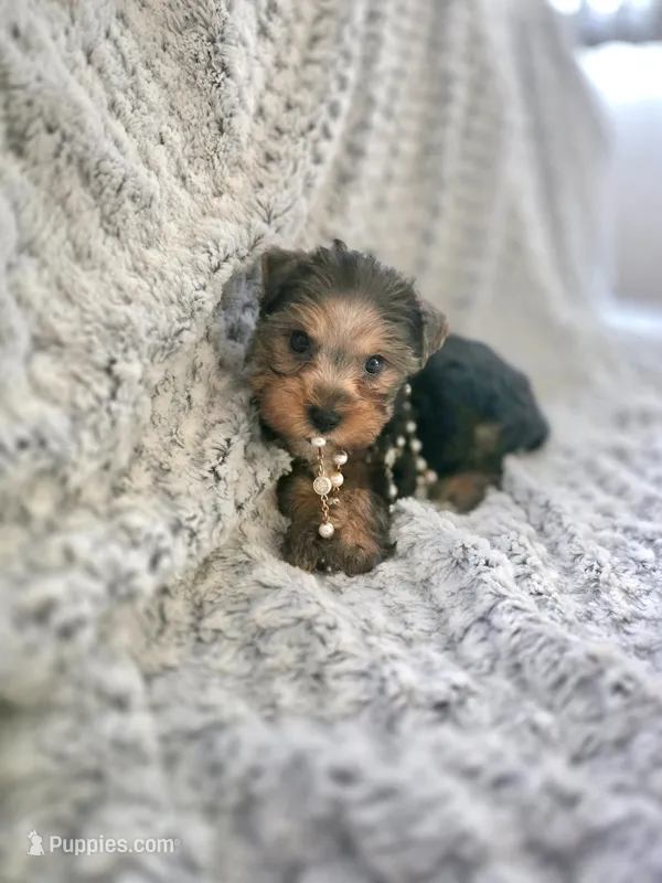 Poppi – Yorkshire Terrier puppy for sale in Albertville, MN