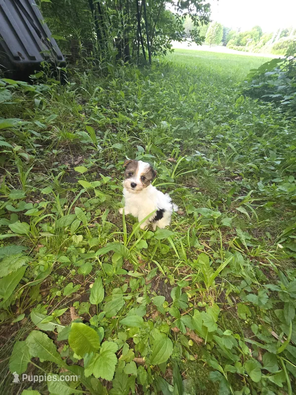Cotton – Yorkshire Terrier puppy for sale in Albertville, MN
