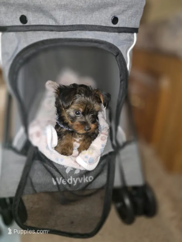 Trump  – Yorkshire Terrier puppy for sale in Albertville, MN
