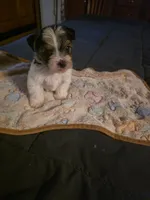 Spot, a male Yorkshire Terrier for sale in Albertville, MN – 1 of 1