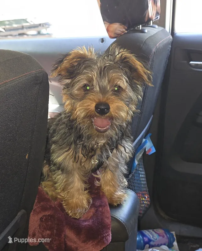 Luke's  – Yorkshire Terrier puppy for sale in Albertville, MN